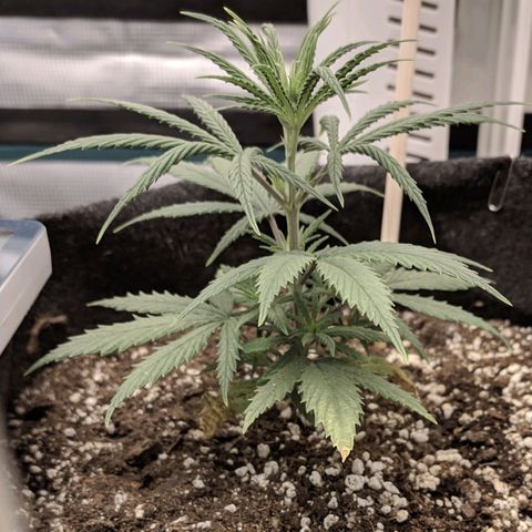 Genética Prensado G growlog photo: 9 março 2021