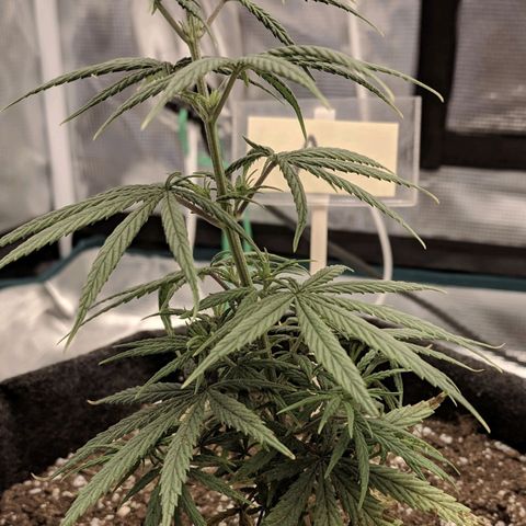 Genética Prensado G growlog photo: 9 março 2021