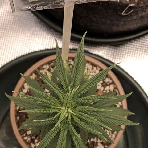Genética Prensado G growlog photo: 9 março 2021