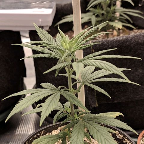 Genética Prensado G growlog photo: 9 março 2021