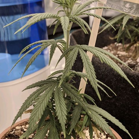 Genética Prensado G growlog photo: 9 março 2021