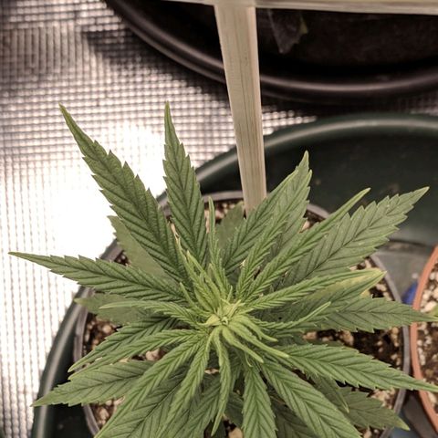 Genética Prensado G growlog photo: 9 março 2021