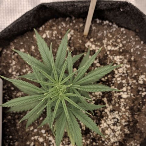 Genética Prensado G growlog photo: 9 março 2021