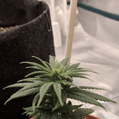 Genética Prensado G growlog photo: 9 março 2021