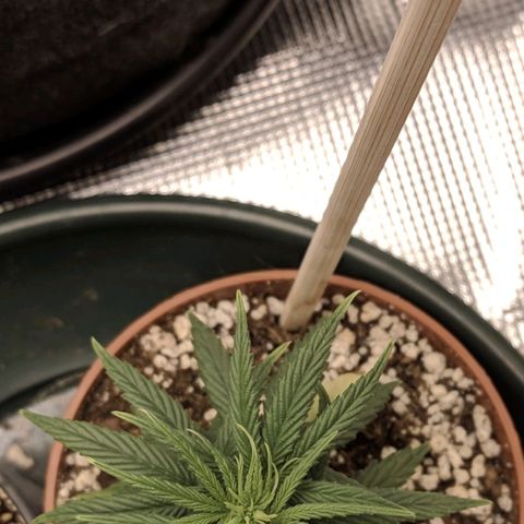 Genética Prensado G growlog photo: 9 março 2021