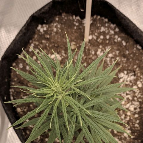 Genética Prensado G growlog photo: 9 março 2021