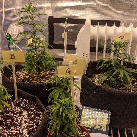 Genética Prensado G growlog timeline photo