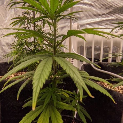 Genética Prensado G growlog timeline photo