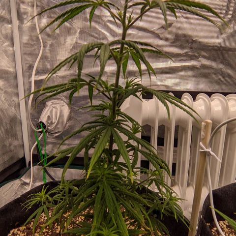 Genética Prensado G growlog timeline photo