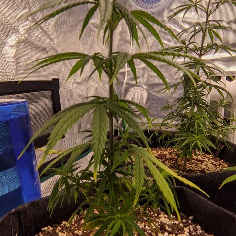 Genética Prensado G growlog timeline photo