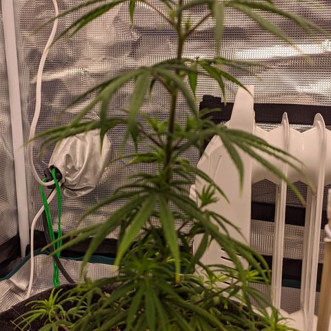 Genética Prensado G growlog timeline photo