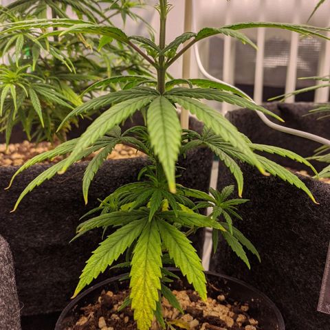 Genética Prensado G growlog timeline photo