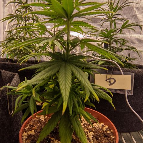 Genética Prensado G growlog timeline photo