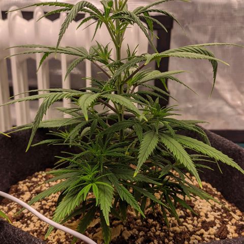 Genética Prensado G growlog timeline photo