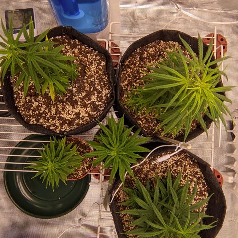 Genética Prensado G growlog timeline photo