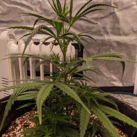 Genética Prensado G growlog timeline photo