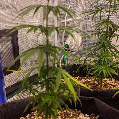 Genética Prensado G growlog timeline photo