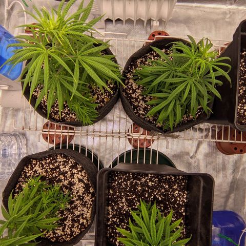 Genética Prensado G growlog timeline photo