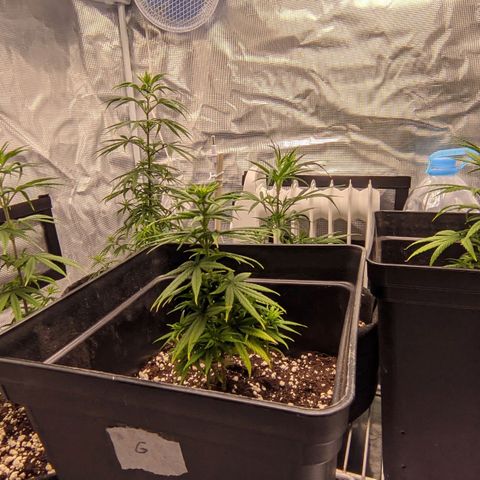 Genética Prensado G growlog timeline photo