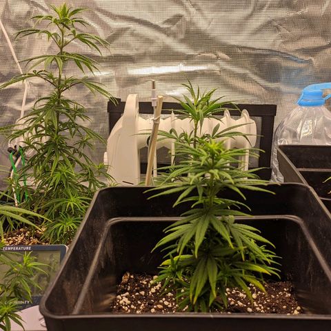 Genética Prensado G growlog timeline photo