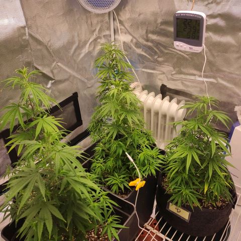 Genética Prensado G growlog timeline photo