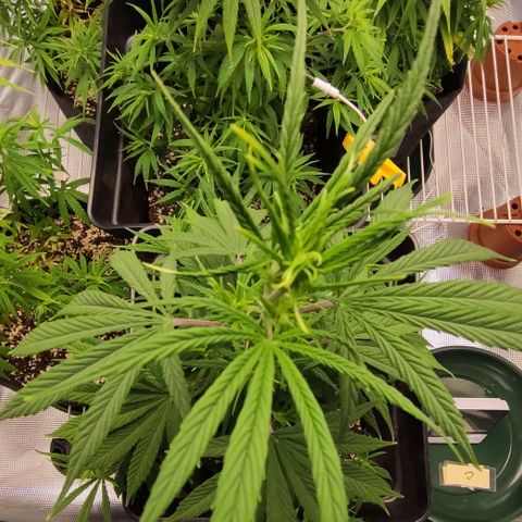Genética Prensado G growlog timeline photo
