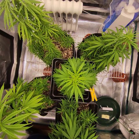 Genética Prensado G growlog timeline photo
