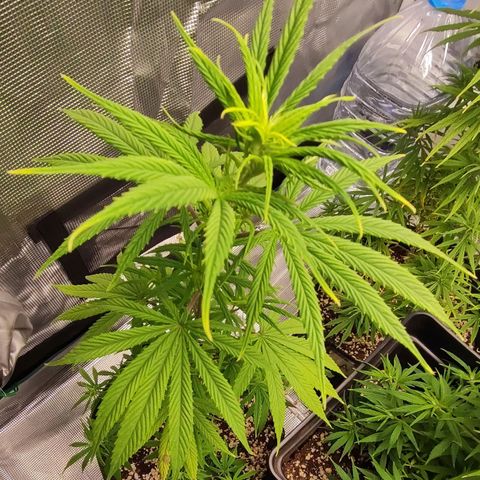 Genética Prensado G growlog timeline photo
