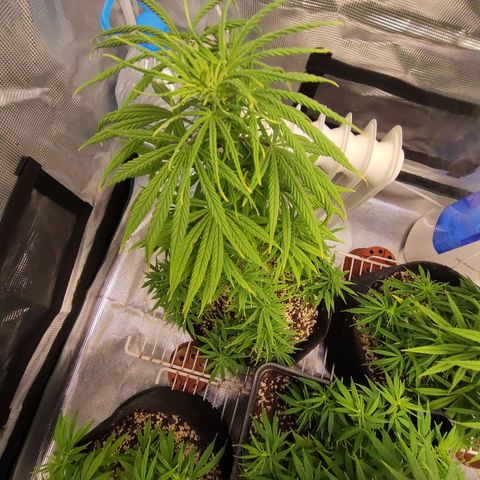Genética Prensado G growlog timeline photo