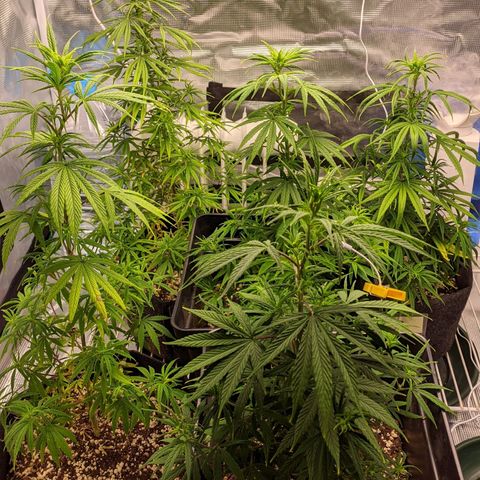 Genética Prensado G growlog timeline photo