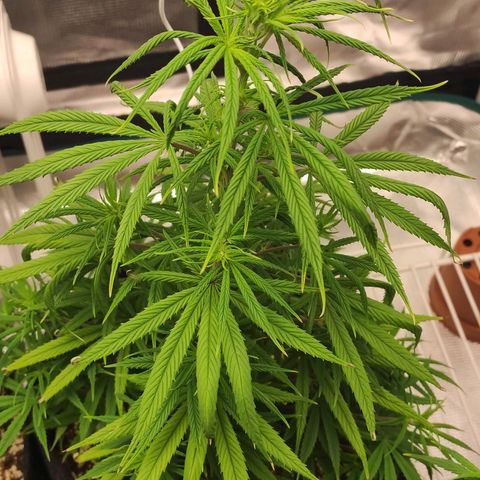 Genética Prensado G growlog timeline photo