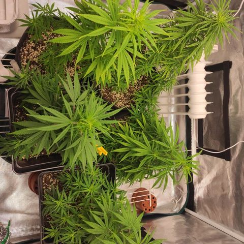Genética Prensado G growlog timeline photo