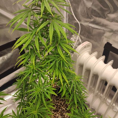 Genética Prensado G growlog timeline photo