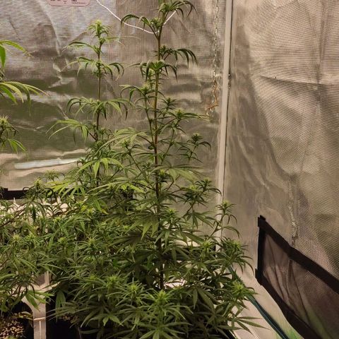 Genética Prensado G growlog photo: 80cm