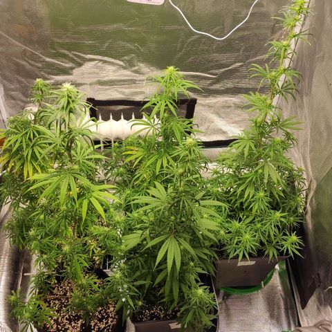 Genética Prensado G growlog timeline photo