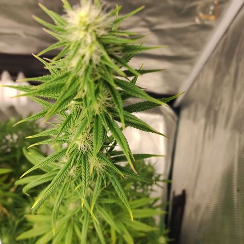 Genética Prensado G growlog timeline photo