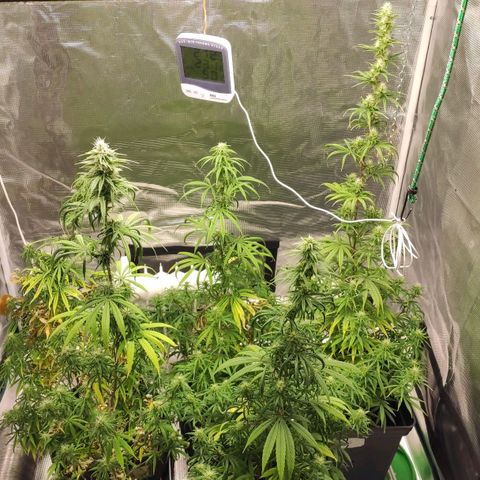 Genética Prensado G growlog timeline photo