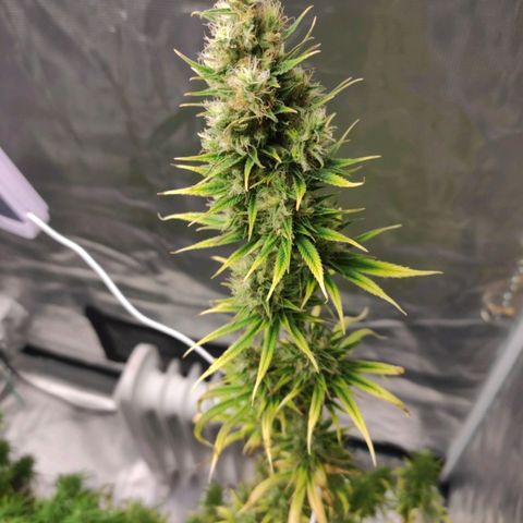 Genética Prensado G growlog timeline photo