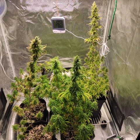 Genética Prensado G growlog timeline photo