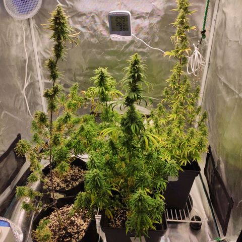 Genética Prensado G growlog timeline photo