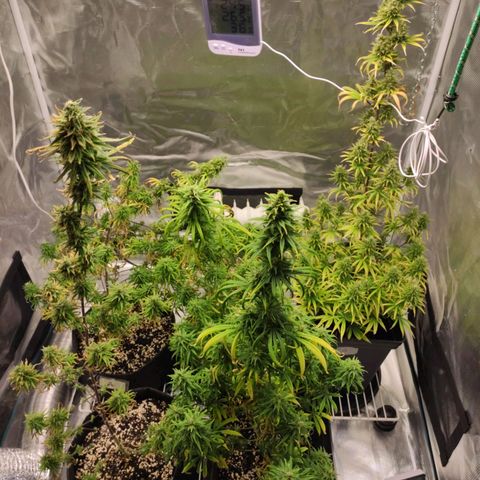 Genética Prensado G growlog timeline photo