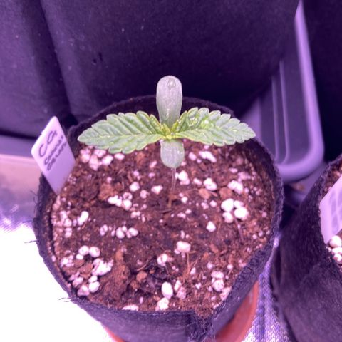 Cookie growlog timeline photo
