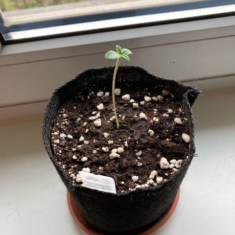 Cookie growlog timeline photo