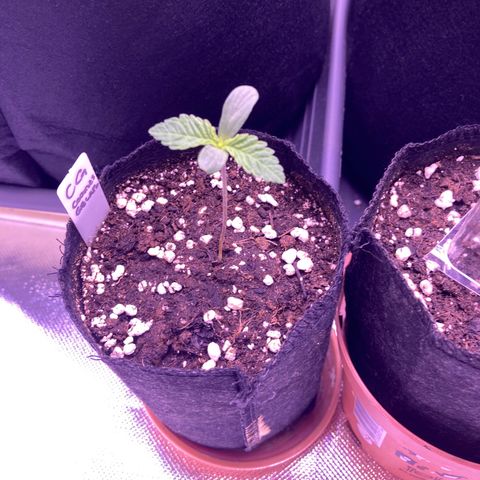 Cookie growlog timeline photo