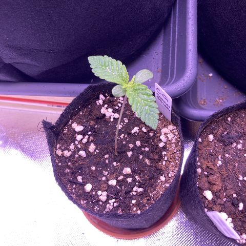 Cookie growlog timeline photo