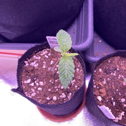 Cookie growlog timeline photo