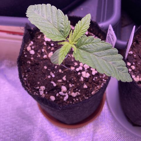 Cookie growlog timeline photo