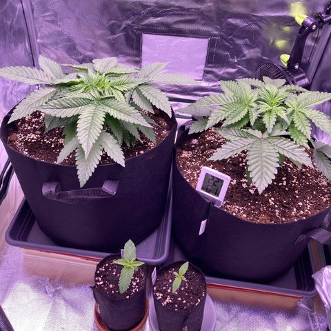 Cookie growlog timeline photo