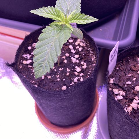 Cookie growlog timeline photo