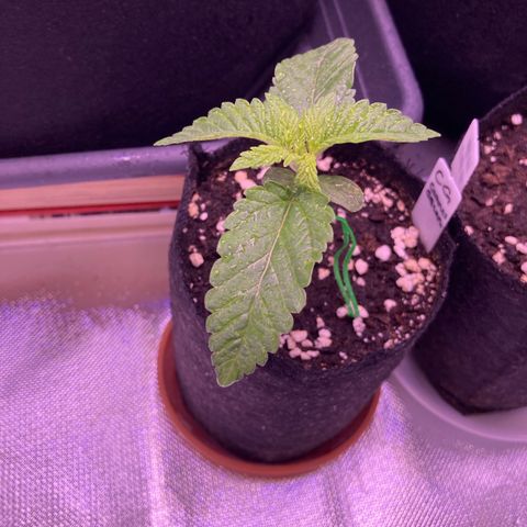 Cookie growlog timeline photo